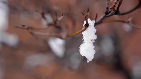 Spring thaw, melting snow drips from branch, 4K60p Video stock 127650174