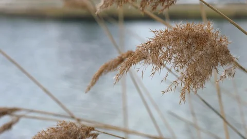 Spring thaw, new growth by river, 4K60p Stock Footage 127650554