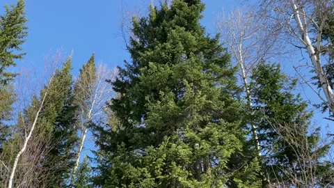 Spring thaw, pine trees against the blue sky. Stock Footage 152158407