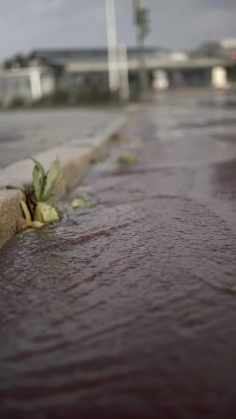 Spring Thaw: A Sidewalk Stream Stock Footage 261683455