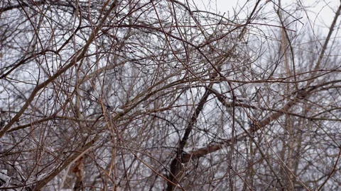 Spring thaw, snow melts off branches, 4K60p Stock Footage 127651048