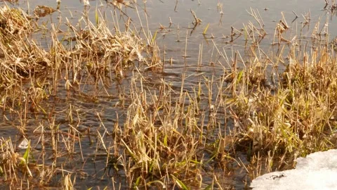 Spring thawed patch in the ice of the river. Frozen ice and snow Stock Footage 170256678