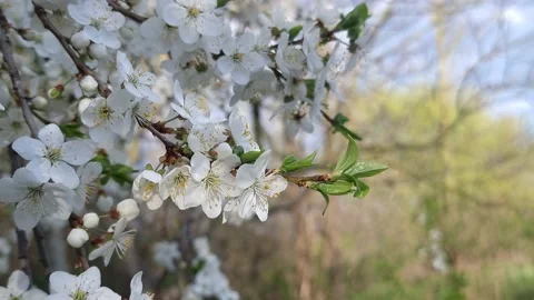 Spring theme. Blooming gardens. Stock Footage 153455372