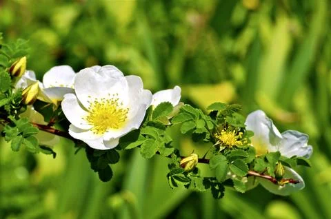 Spring theme: blossom tree closeup. beautiful white flowers blossom branch cl Foto stock