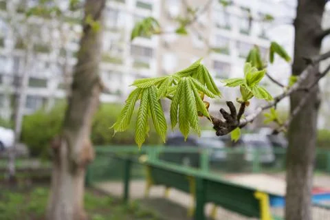 Spring theme. Chestnut green shoots. Green chestnut leaves Stock Photos