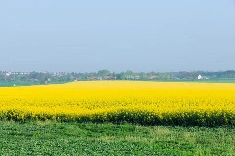 In the spring there is a beautiful view of rape fields with yellow-green fields Stock Photos
