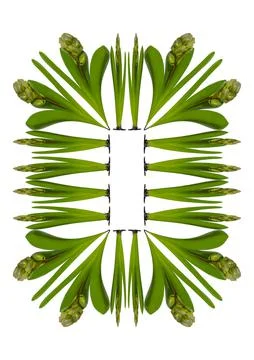 Spring. They cursed from the bulbs of hyacinth. Frame on a vertical white she Stock Illustration