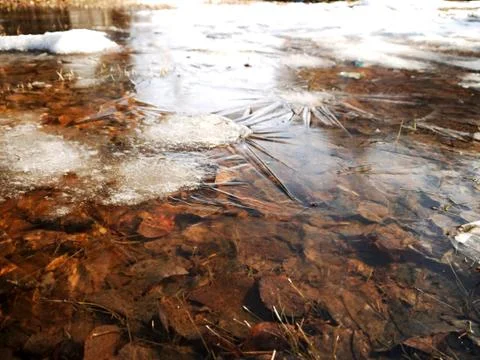 Spring thin ice on the puddles. Fallen leaves at the bottom of the puddle. Re Stock Photos