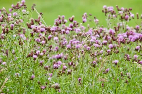 Spring Thistle Blossoms Stock Photos