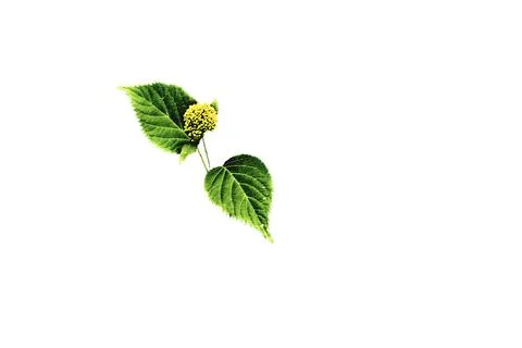 Spring three green leaves with flower on white 스톡 일러스트