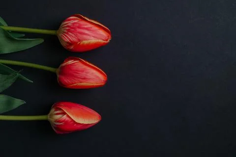 Spring. three red tulips on black background Stock Photos