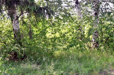 Spring, three trees, bushes and green grass. Stock Photos
