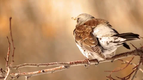 Spring thrush Stock Footage 36999029