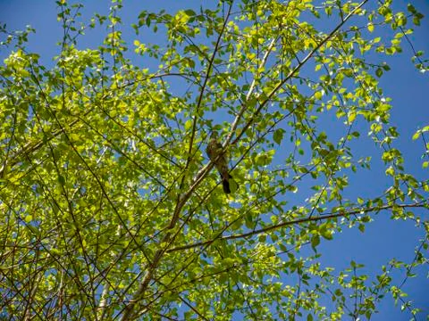 Spring thrush is preparing to build a nest on a tree.  Stock Photos