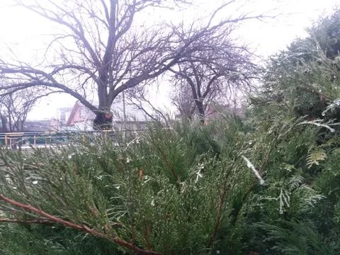 Spring thuja bush Stock Photos