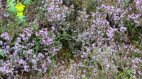 Spring thyme flower. Stock Footage 109503028