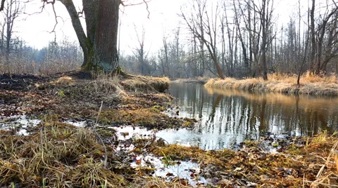 Spring tide and dry grass in forest Stock Footage 54485684