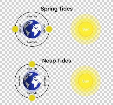 Spring tides and Neap tides, Lunar and Solar tides Stock Illustration