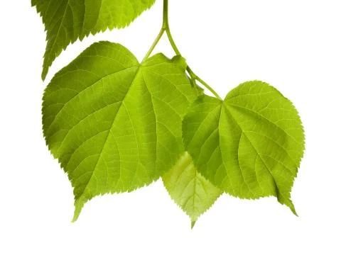 Spring tilia leafs Stock Photos