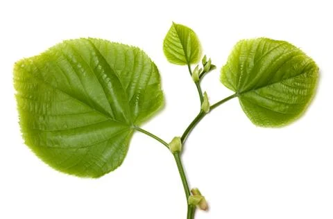 Spring tilia leafs on white background Stock Photos