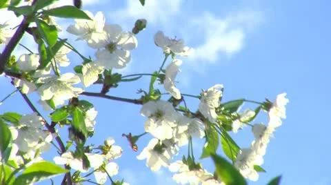 Spring time and fruit flowers 1 스톡 동영상 10907412