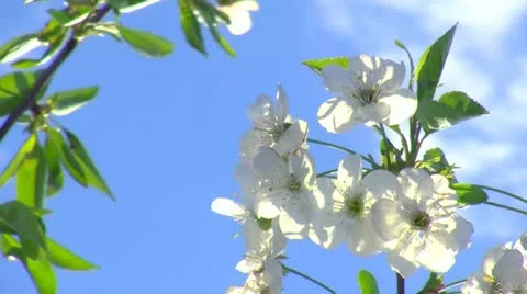 Spring time and fruit flowers 2 Stock Footage 10907416