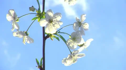 Spring time and fruit flowers 3 Stock Footage 10907419
