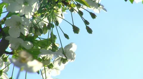 Spring time and fruit flowers 6 스톡 동영상 10907436