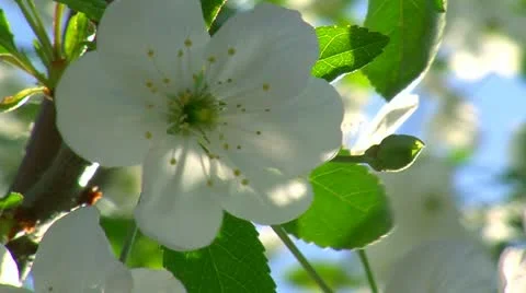 Spring time and fruit flowers 7 Stock Footage 10907437