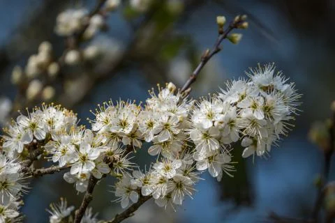 Spring Time Apple Blossom Stock Photos
