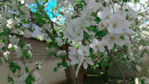 Spring time with apple tree in bloom and bees around Stock Footage 197095222