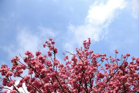In the spring time, an apple tree blossom is decorated with pink flowers in larg Foto stock