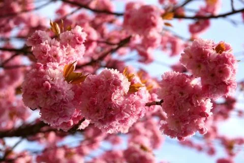 In the spring time, an apple tree blossom is decorated with pink flowers in larg Foto stock