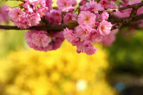 In the spring time, an apple tree blossom is decorated with pink flowers in larg Foto stock