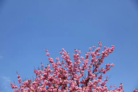 In the spring time, an apple tree blossom is decorated with pink flowers in larg Stock-Fotos