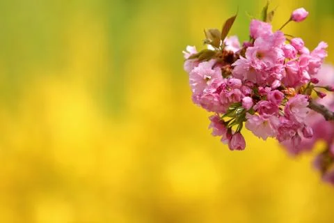In the spring time, an apple tree blossom is decorated with pink flowers in larg 写真素材