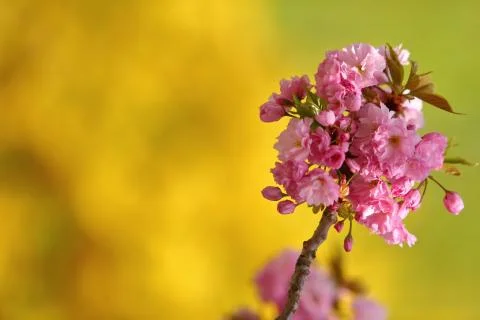 In the spring time, an apple tree blossom is decorated with pink flowers in larg Stock-Fotos