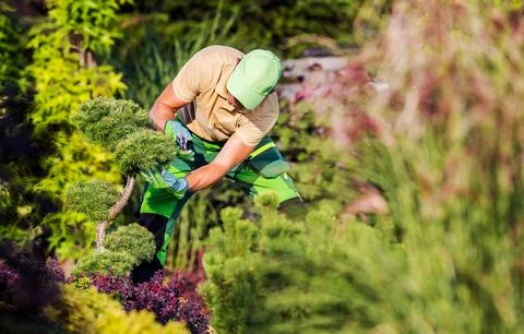 Spring Time Backyard Garden Maintenance Performed by Gardener 库存照片