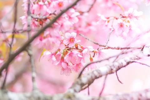 Spring time with beautiful cherry blossoms, pink sakura flowers.. Stock Photos