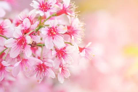 Spring time with beautiful cherry blossoms, pink sakura flowers.. Stock Photos