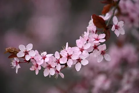 Spring time. Beautiful flowering tree. Spring in nature and colorful backgrou Stock Photos