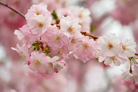 Spring time. Beautiful flowering tree. Spring in nature and colorful backgrou Stock Photos