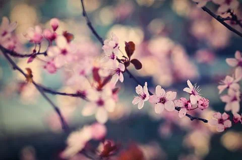 Spring time. Beautiful flowering tree. Spring in nature and colorful backgr.. Stock Photos