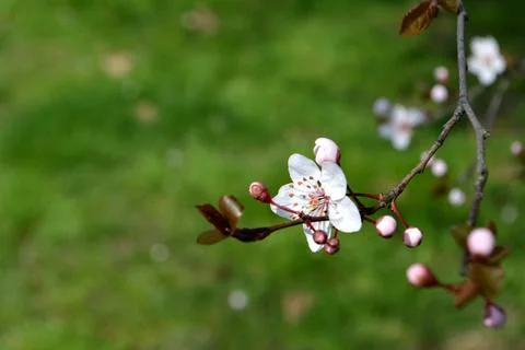 Spring time: Blooming tree branch Stock Photos