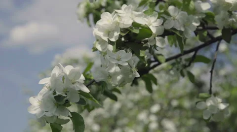 Spring Time Blooming Tree Stock Footage 65055399