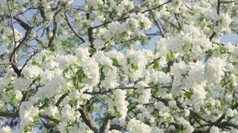 Spring Time Blooming Tree 動画素材 65055950