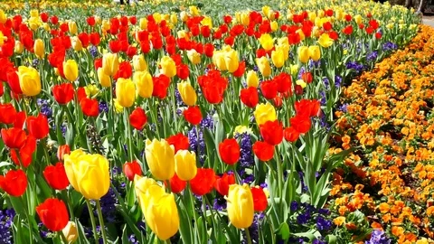 Spring Time Blooms. Stock Footage 86781184