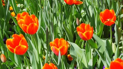 Spring Time Blooms. Stock Footage 86781261