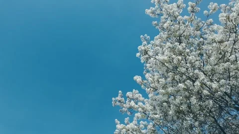 Spring time - blossom everywhere 1 Stock Footage 307553737