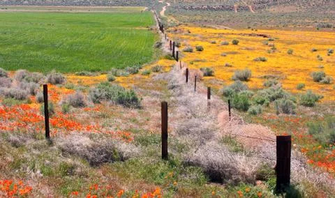 Spring-time California Wildflowers in Kern County, California Stock Photos